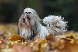 SHIH TZU 157